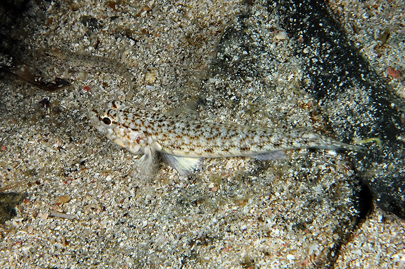 Gobidi di sabbia dell''Asinara